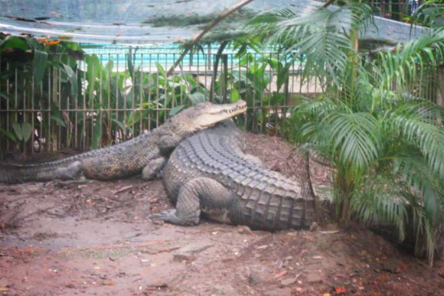 Yangon-Zoological-Garden