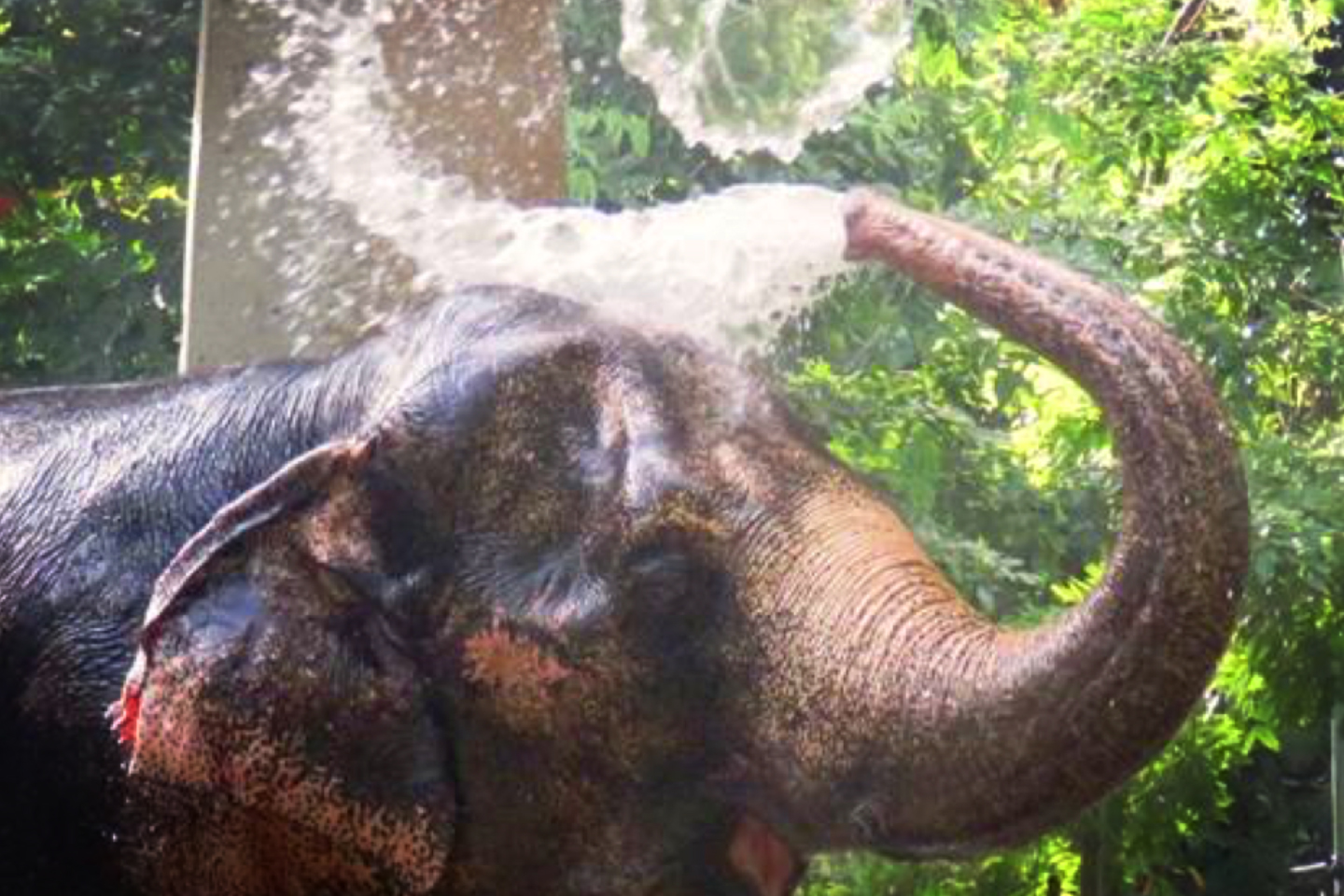 Yangon-Zoological-Garden