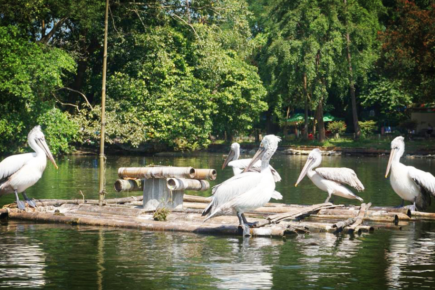 Yangon-Zoological-Garden