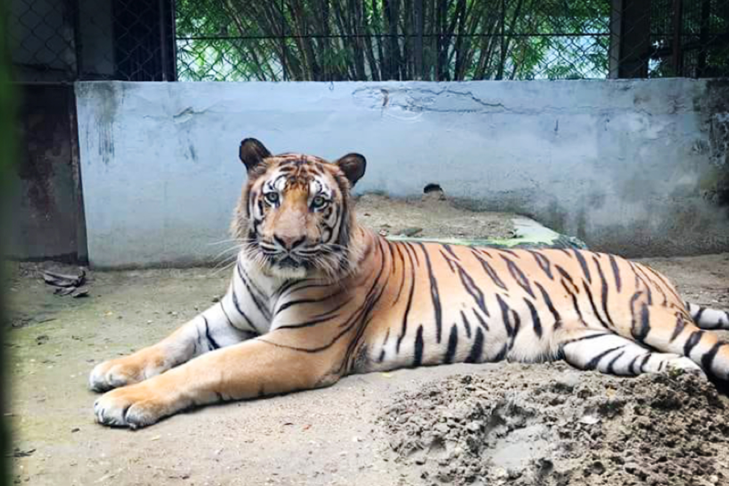 Yangon-Zoological-Garden