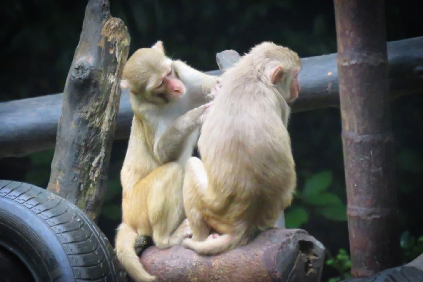 Yangon-Zoological-Garden