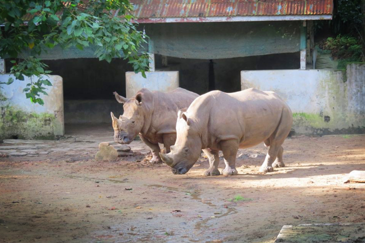 Yangon-Zoological-Garden