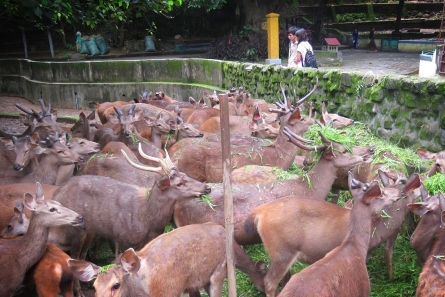 Yangon-Zoological-Garden