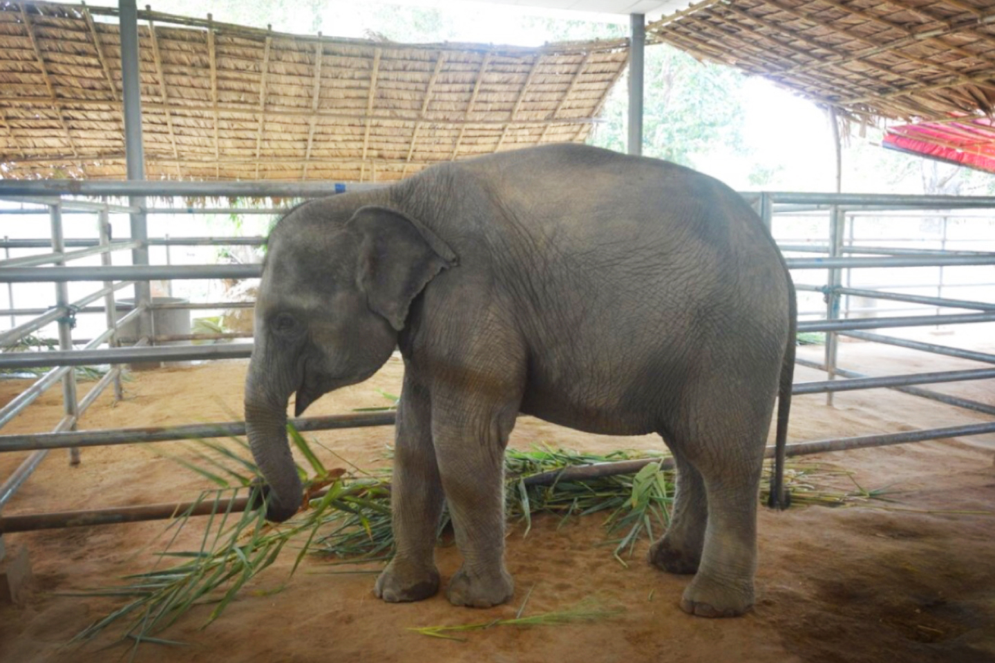 Wingabaw Elephant Camp